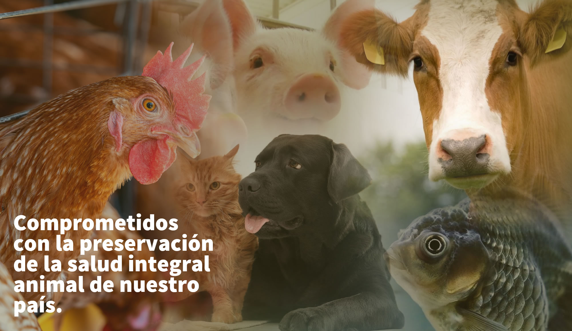 Confianza en la salud animal, soluciones Vaxxinova.